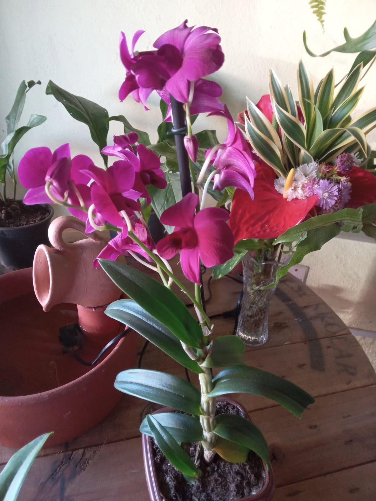 Flores Naturais